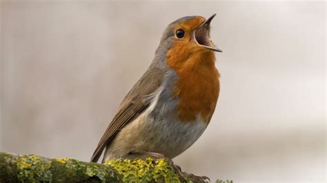 European Robin Wallpapers Wallpaper Cave