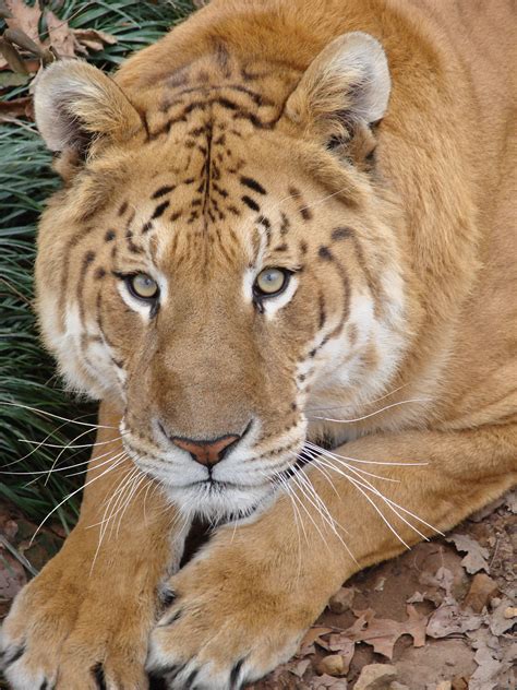 Rocky The Liger Sooo Handsome With Images Beautiful Cats Animals