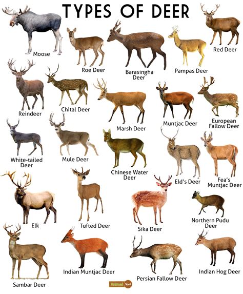 Types Of Deer List