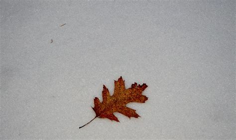 Lone Autumn Leaf Photograph By Lena Hatch Fine Art America