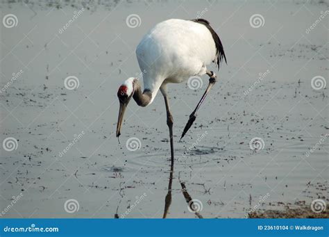 Red Crowned Crane Finding Food Stock Photo Image Of Roam Bird 23610104