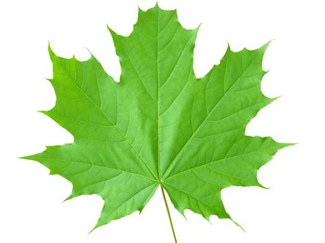 Green Leaves Png File Png Mart Leaf Images Maple Leaf Pictures