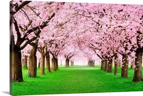 Gorgeous Cherry Trees In Full Blossom Wall Art Canvas Prints Framed