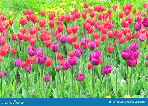 Los Tulipanes Crecen En Un Parque Urbano Un Campo De Tulipanes Morados