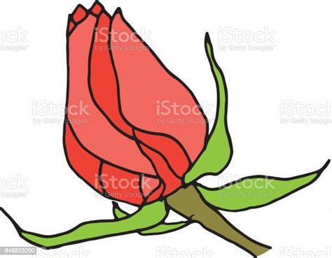 Pink Rose Bud Isolated On White Background Stock Illustration