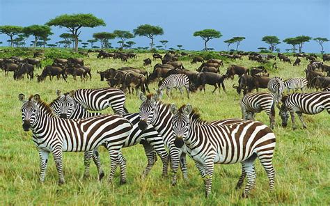 Hd Wallpaper African Zebras Gnu Savannahpasturetrees Beautiful Hd