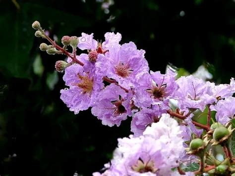 35 Lilac Crepe Myrtle Crape Tree Shrub Lagerstroemia Indica Flower