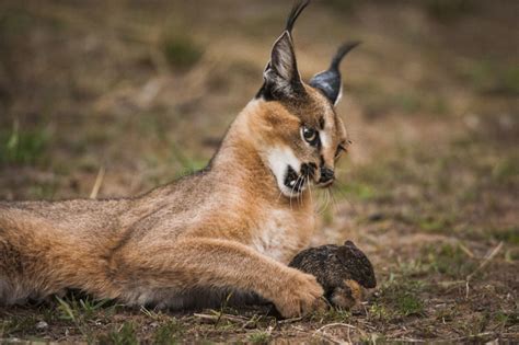 8 Facts About Caracal Desert Lynx Some Interesting Facts