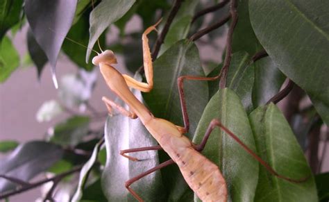 Caring for a praying mantis, butterflies, stick insects and beetles. Praying Mantis: Giant Malaysian Praying Mantis