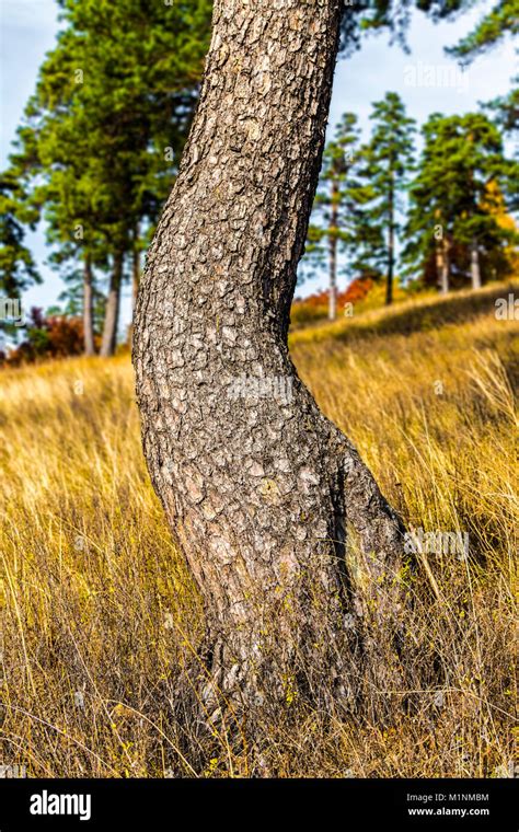 Twisted Pine Tree High Resolution Stock Photography And Images Alamy