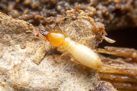 What Attracts Termites Termite Control And Prevention