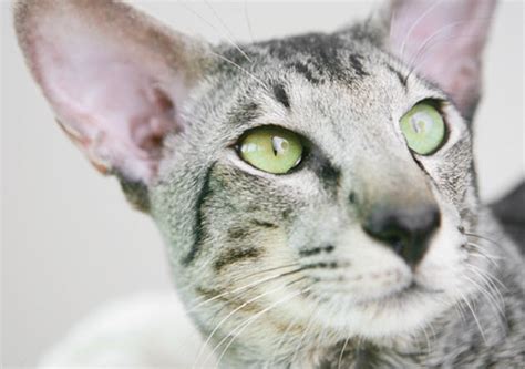 Learn About The Shorthaired Oriental Cat Breed From A Trusted Veterinarian