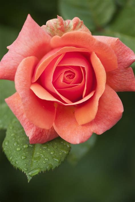 Rose Photo Nice Rose 18177
