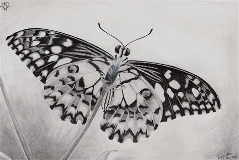 13 Butterfly Drawings  Download