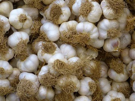Garlic Farming Business Plan Cultivation And Production Guide For