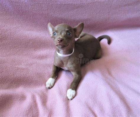 Cute Baby Brown Chihuahua With Blue Eyes Stock Photo Image Of Brown