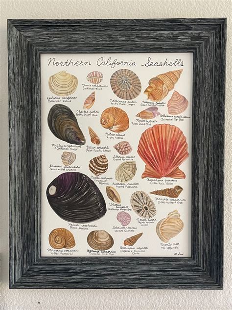 Northern California Seashells Giclée Fine Art Print — Margaret Luo Art