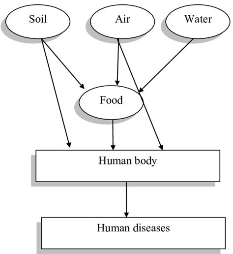 Different Pathways Of Heavy Metals Entrance Into Human Body Download