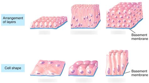 Describe The Classification Of Epithelial Tissue