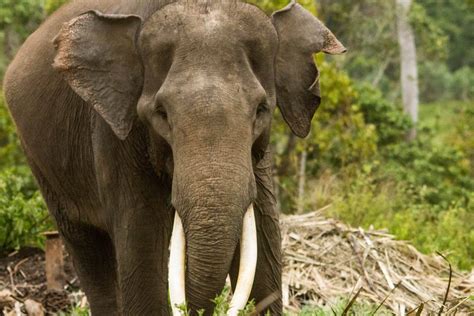 From wikimedia commons, the free media repository. Sumatra Wildlife - Animals and Birdlife in Indonesia ...