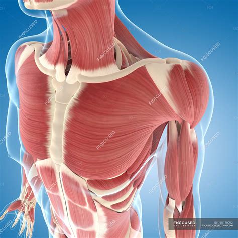 Chest And Shoulders Musculature — Front View Muscle Groups Stock