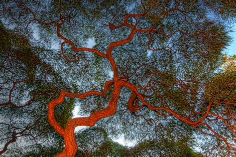 Josh Friedman Photography The Tree Ch Ch Ch Ch Changes