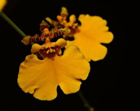 Oncidium Grower Ramsey Orange Check Us Out On Etsy