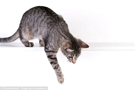 Female Cats Are More Likely To Be Right Handed Than Males