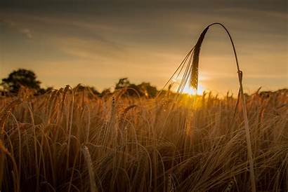 Wheat Sunset Field 4k Ultra Nature Landscape