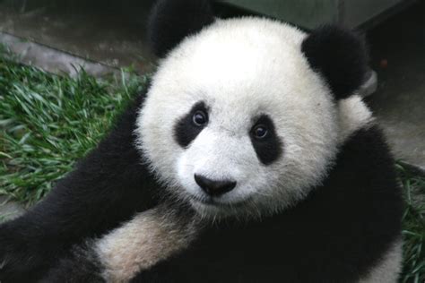 Filepanda Cub From Wolong Sichuan China Wikipedia The Free