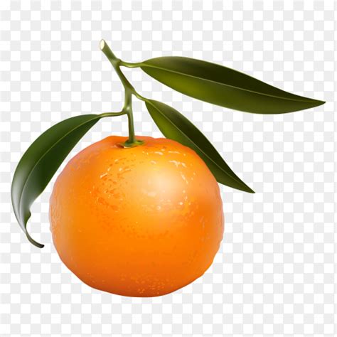 Fresh Oranges Fruits Vector Png Similar Png