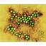 Polio Virus Photograph By Dennis Kunkel Microscopy/science Photo Library