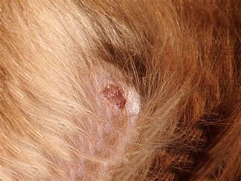What Causes Fatty Cysts In Dogs