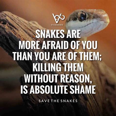 Snakes Are More Afraid Of You Than You Are Of Them Killing Them