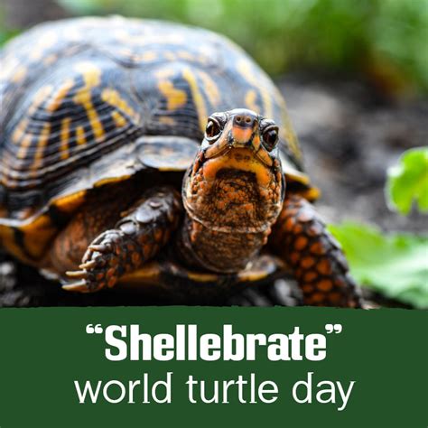 Shellebrate World Turtle Day