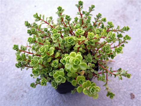 Other kanji or combinations of kanji can form this name as well. Sedum makinoi 'Limelight' - Japanese Stonecrop | World of ...