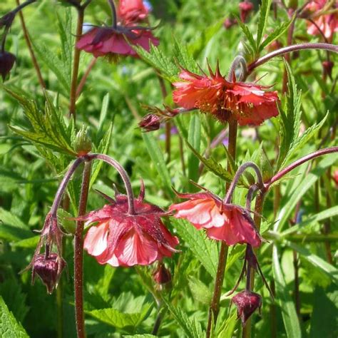 Geum Bell Bank The Plantsman S Preference Showy Flowers Outdoor Garden Flowers