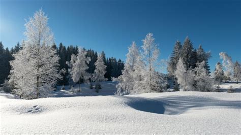 Forest Frost Trees Snow Winter Wallpapers Hd Desktop