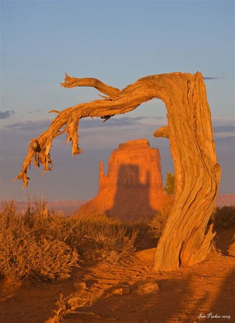 An Old Tree In The Desert With A Rock Formation In The Back Ground And