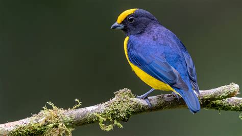 Yellow Crowned Euphonia Bird Is Standing On Tree Branch In Blur