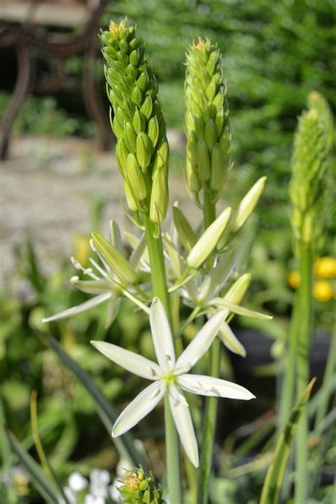 Indian Flower White Camassia Leichtlinii Sacajawea Flowerbulbsforbees