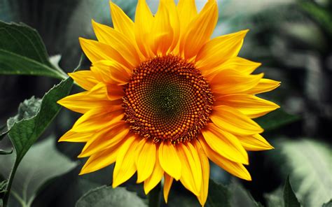 Yellow Sunflower Wallpapers 34 Wallpapers Adorable Wallpapers