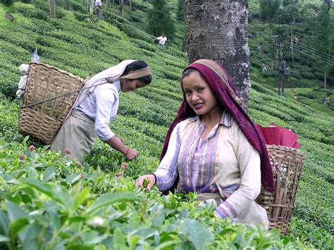 Tea Plantation Workers The Csr Journal