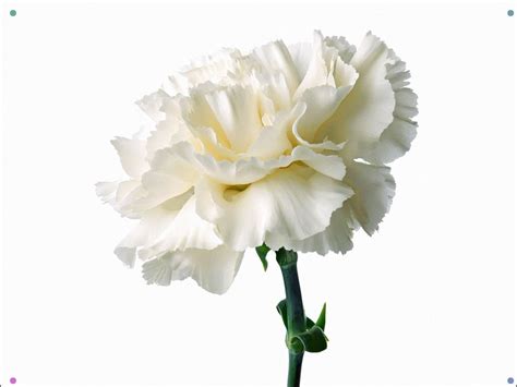White Carnations 8 Carnation Flower Pictures Carnation Flower White