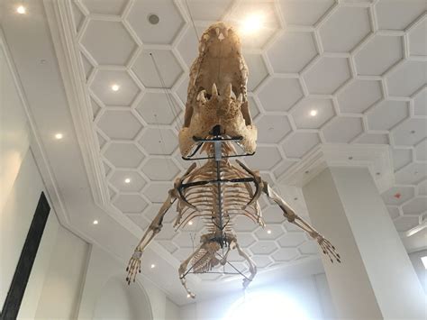 Photos Phs National Museum Of Natural History Finally Opens Long