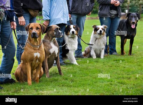Group Of Dogs Of Different Breeds High Resolution Stock Photography And