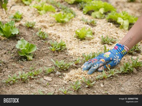 Gardener Spreading Image Photo Free Trial Bigstock