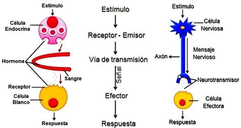 Biología Bi 49 Estímulo Y Respuesta