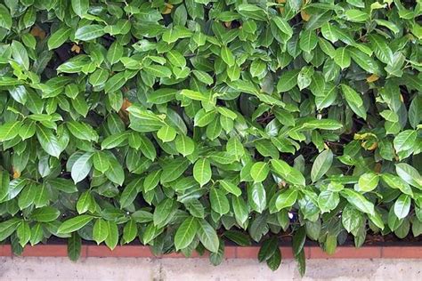 Achat d'arbustes à feuillage persistant sur jardin du pic vert : Quels arbustes planter en terre argileuse et lourde