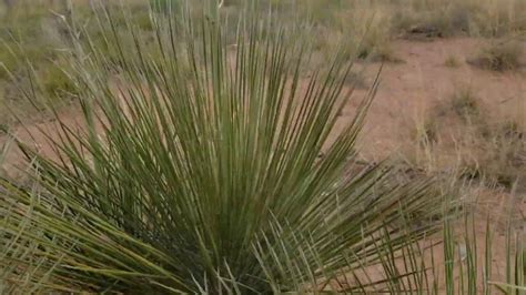 Yucca Wild Edibles Cordage Etc Youtube